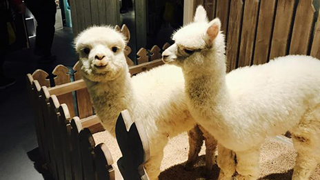家居賣場開動物樂園，羊駝、土撥鼠等600只動物齊聚